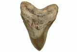 Fossil Megalodon Tooth - North Carolina #328423-1